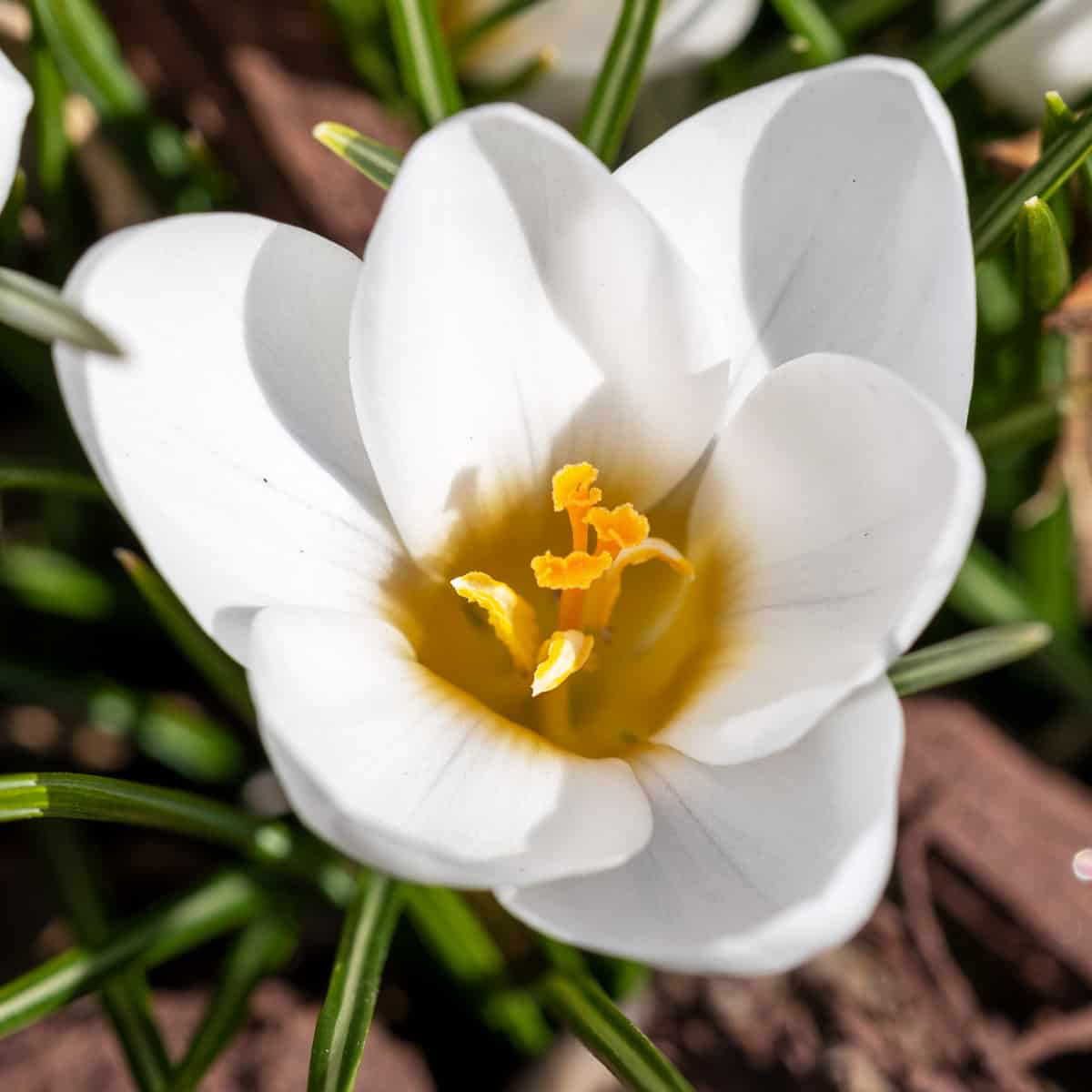 White flower for spring