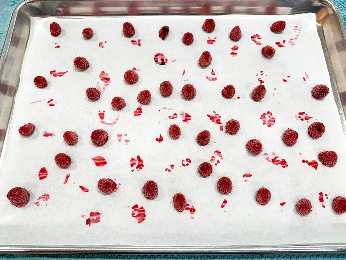 Oven drying raspberries on parchment lined sheet pan.